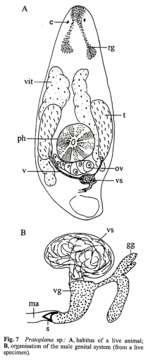 Imagem de Typhloplaninae