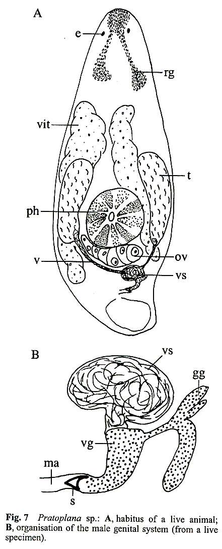 Typhloplaninae的圖片