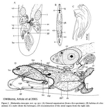 Image of Mahurubia