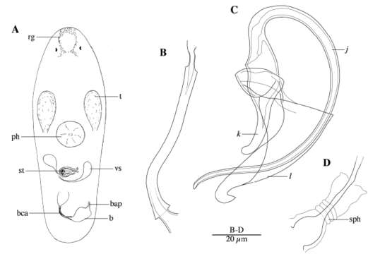 Image of Parapharyngiella