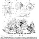 Image of Poseidoplanella halleti Willems, Artois, Vermin, Backeljau & Schockaert