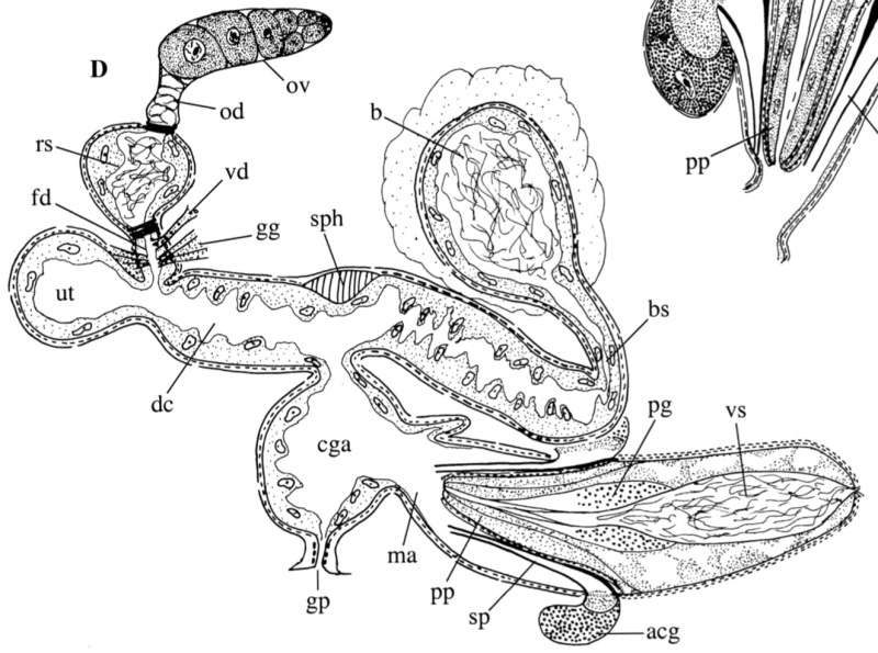 Image of Gieysztoria isoldeae Artois, Willems, De Roeck, Jocque & Brendonck