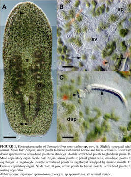 Image of Symsagittifera smaragdina Achatz, Gschwentner & Rieger 2005