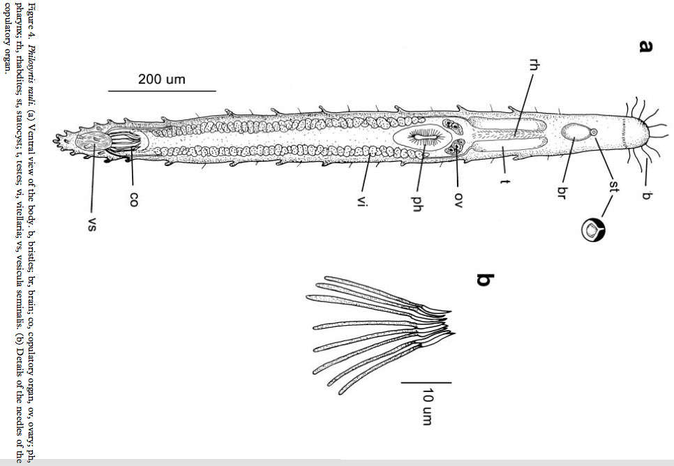 Image de Philosyrtis