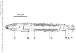 Imagem de Otoplaninae