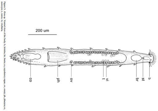 Image of Otoplaninae