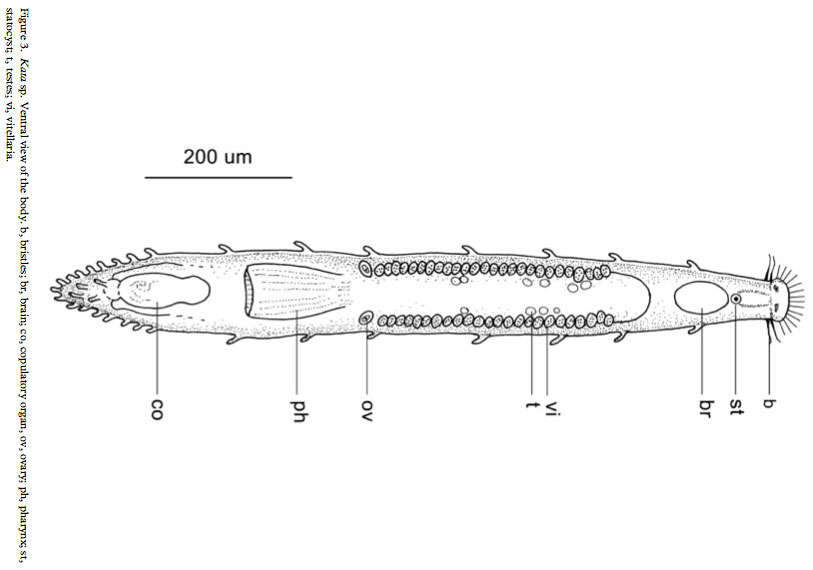 Imagem de Otoplaninae