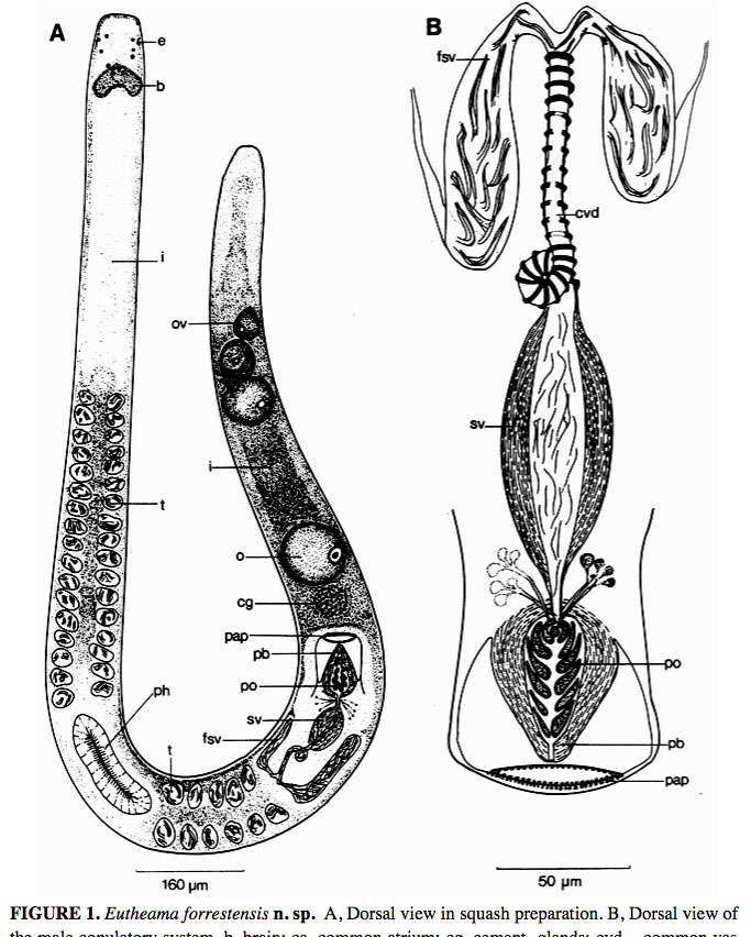 Image of Chromoplanoidea