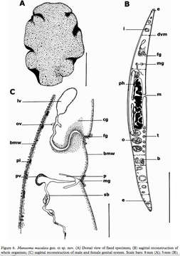 Image of Callioplanidae