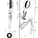 Image of Adenodactyloplana uruguayensis Bulnes, Faubel & Ponce de Leon 2003