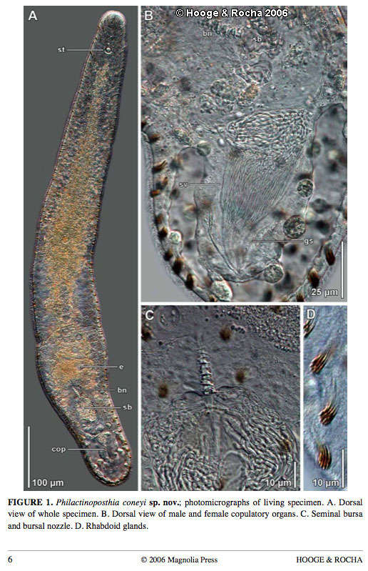 Image of Philactinoposthia coneyi Hooge & Rocha 2006