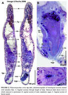 Imagem de Philactinoposthia coneyi Hooge & Rocha 2006