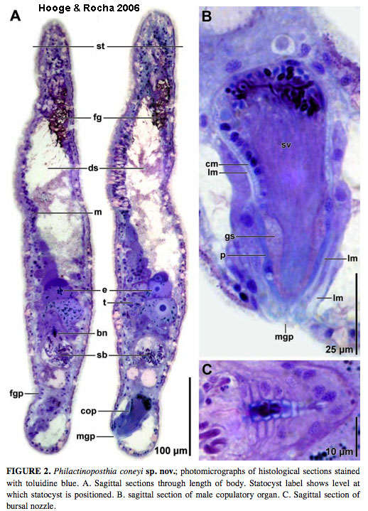 Image of Philactinoposthia coneyi Hooge & Rocha 2006