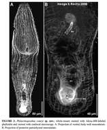 Image of Philactinoposthia coneyi Hooge & Rocha 2006