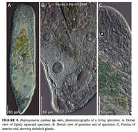 Image of Haplogonaria sophiae Hooge & Rocha 2006