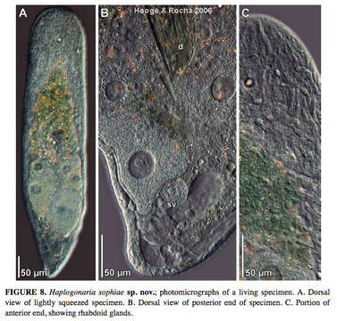 Image de Haplogonaria sophiae Hooge & Rocha 2006