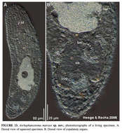 Image of Archaphanostoma