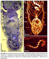 Image of Archaphanostoma