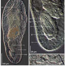 Image of Pseudaphanostoma herringi Hooge & Rocha 2006