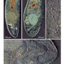 Image de Philocelis robrochai Hooge & Rocha 2006