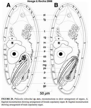 Image of Philocelis