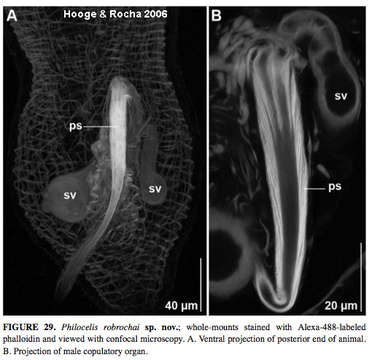 Image of Philocelis