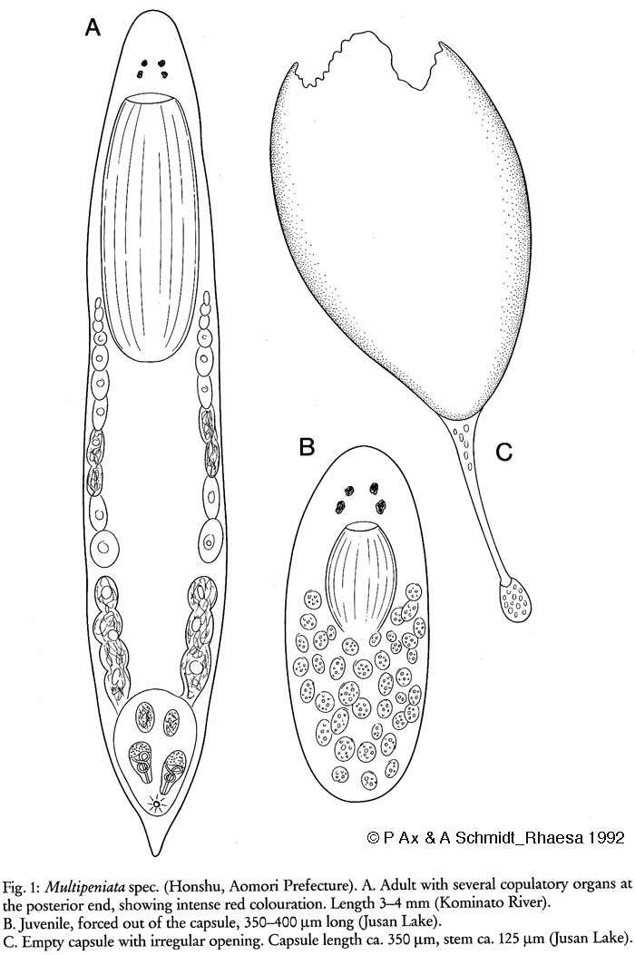 (Multipeniata) sp.的圖片