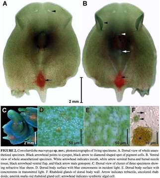 Image of Convolutriloba macropyga Shannon & Achatz 2007