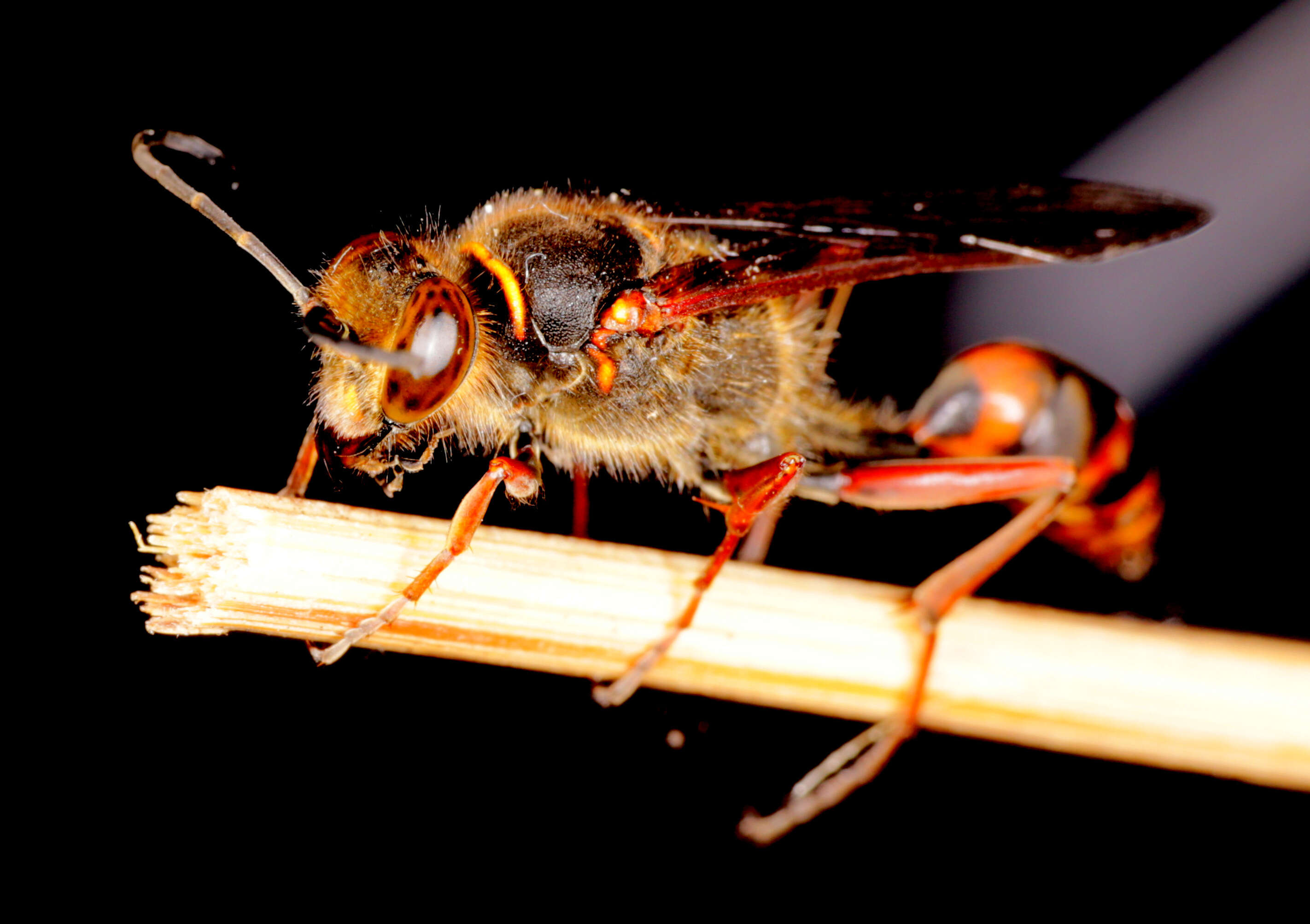 Image of Mud Dauber