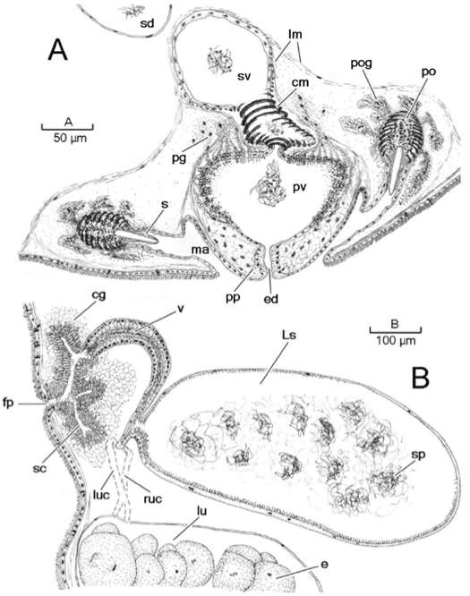 Image of Boniniidae