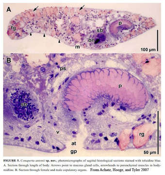 Image of Conaperta