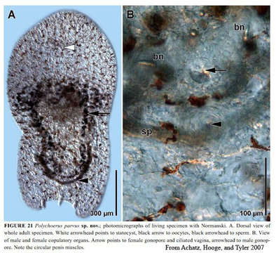 Image of Polychoerus