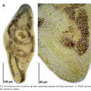 Image of Parahaploposthia longituba Hooge & Tyler 2007