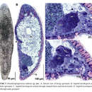 Image of Pseudohaplogonaria rodmani Hooge & Tyler 2007