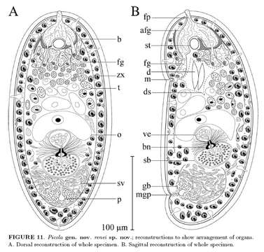 Image of Deuterogonaria