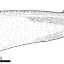 Image of Luteostriata ceciliae (Froehlich & Leal-Zanchet 2003)