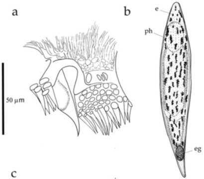 Plancia ëd Gieysztoria kasasapa Damborenea, Brusa & Norena 2005