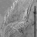 Image of Gieysztoria sasa Damborenea, Brusa & Norena 2005