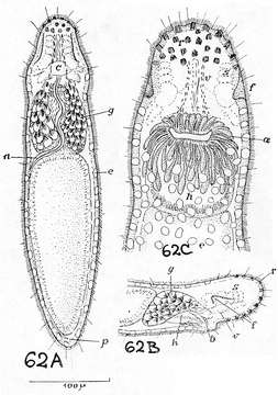 Image of Stenostomum