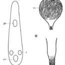 Image of Acrochordonoposthia ramolia An der Lan 1958