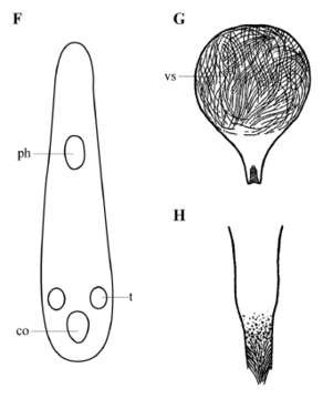 Image of Acrochordonoposthia