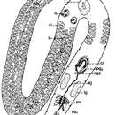 Image of Cirrifera genitoductus Jouk, Martens & Schockaert 2007