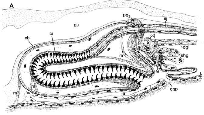 Image of Cirrifera