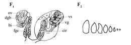 Image of Phaenocora