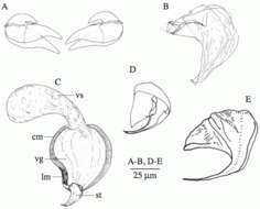 Image de Uncinorhynchus