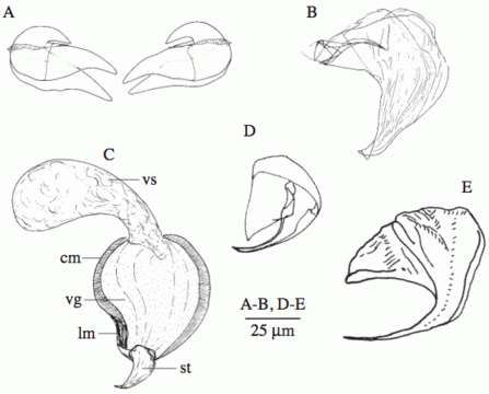 Image of Uncinorhynchus