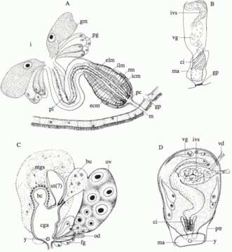 Image de Proceropharynx