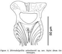 Image of Microdalyellia