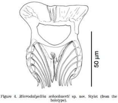 Image of Microdalyellia