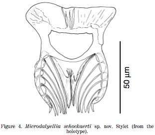 Image of Microdalyellia